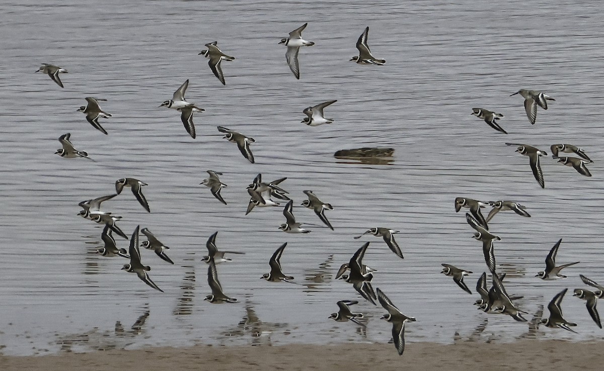 Dunlin - ML642119878