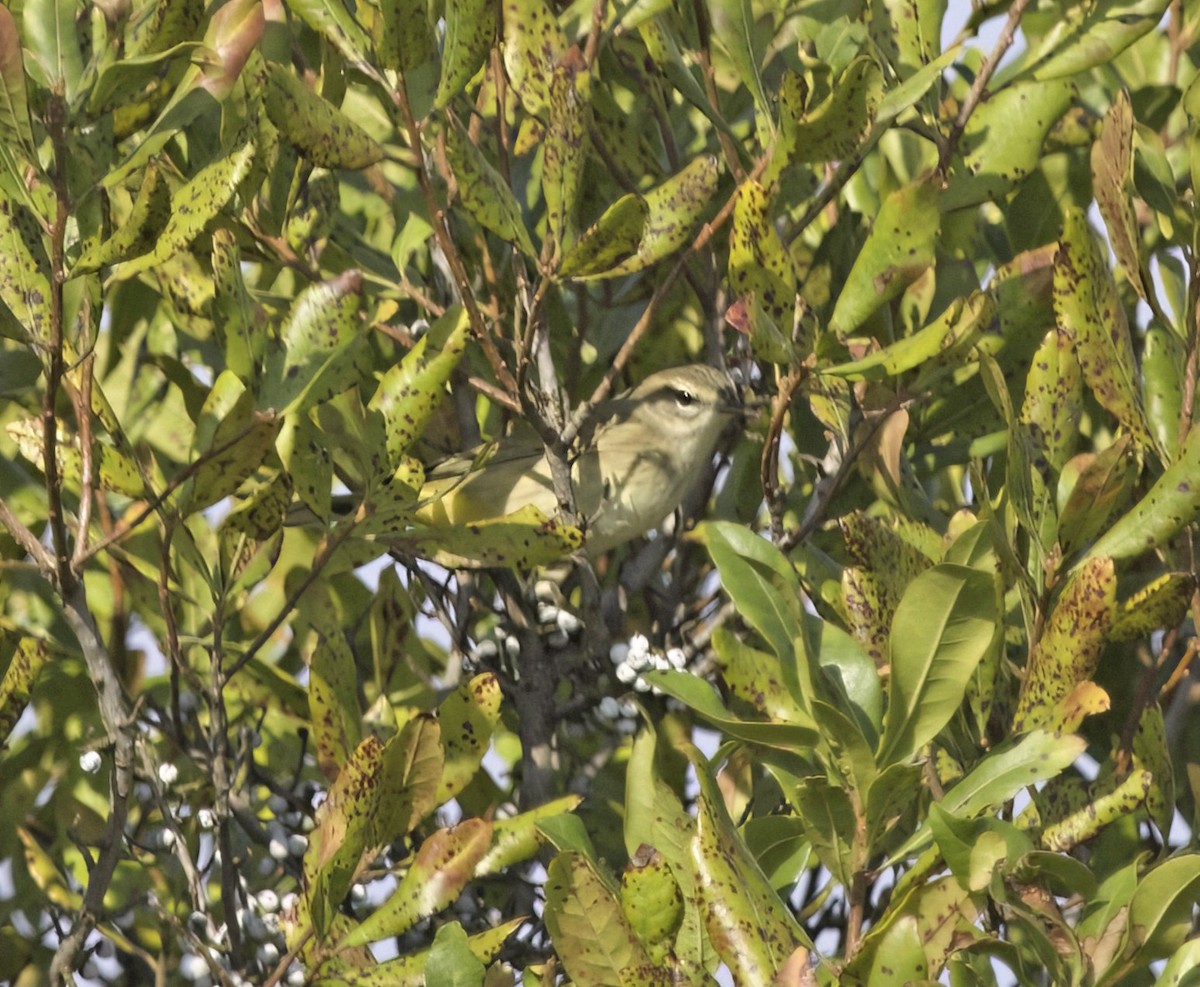 Palm Warbler - ML642119886