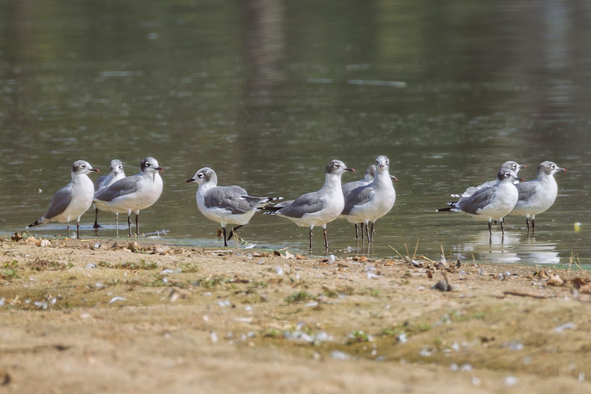 Franklin's Gull - ML642119897