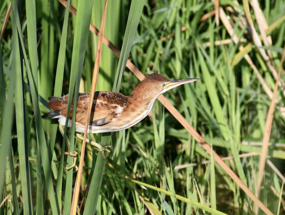 Least Bittern - ML642119898