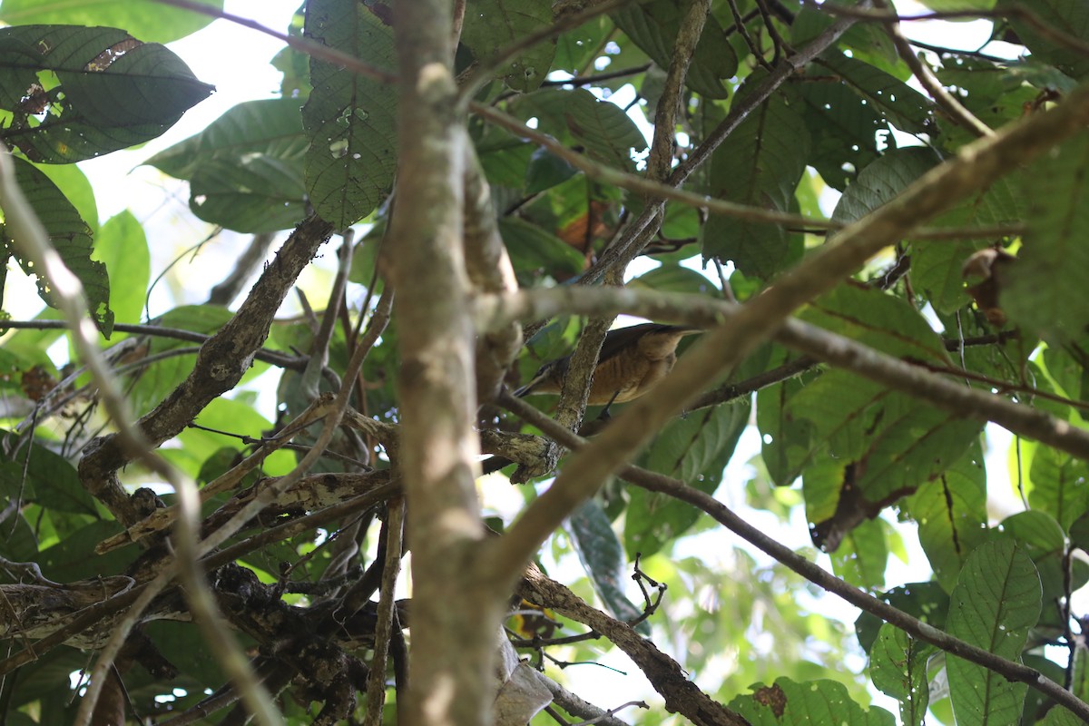 Victoria's Riflebird - ML642119904