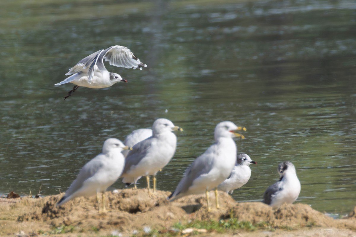 Franklin's Gull - ML642119917