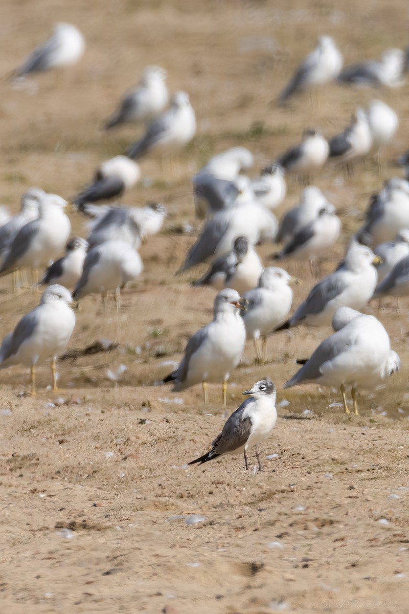 Franklin's Gull - ML642119933