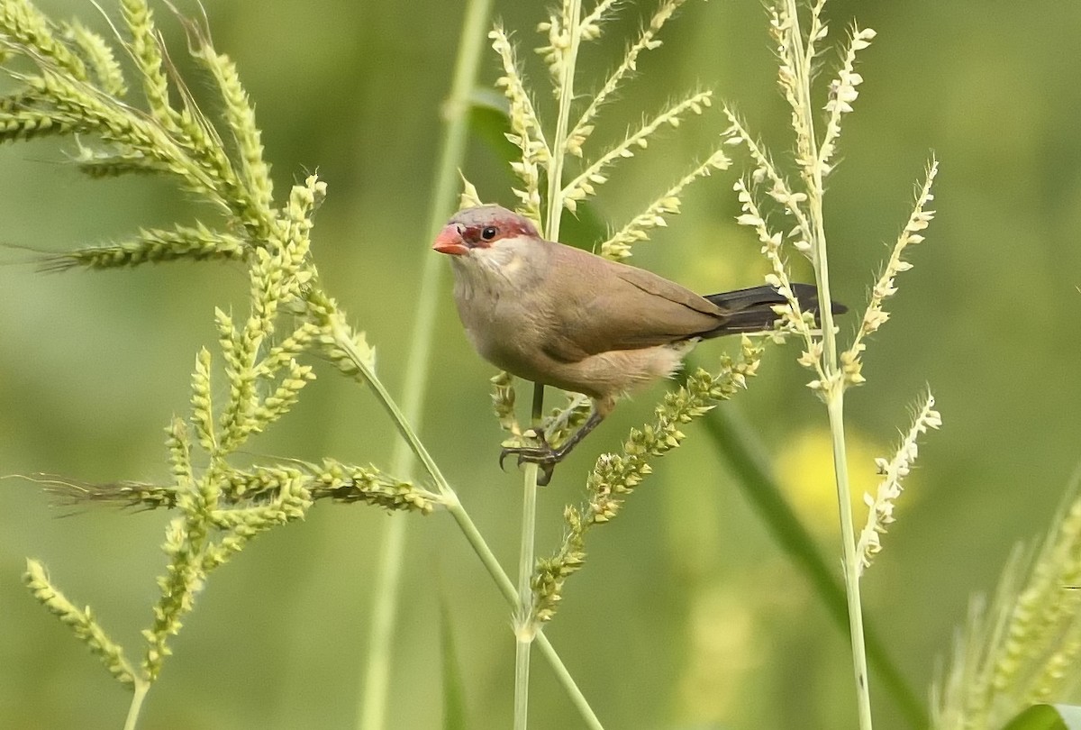 Black-rumped Waxbill - ML642119934