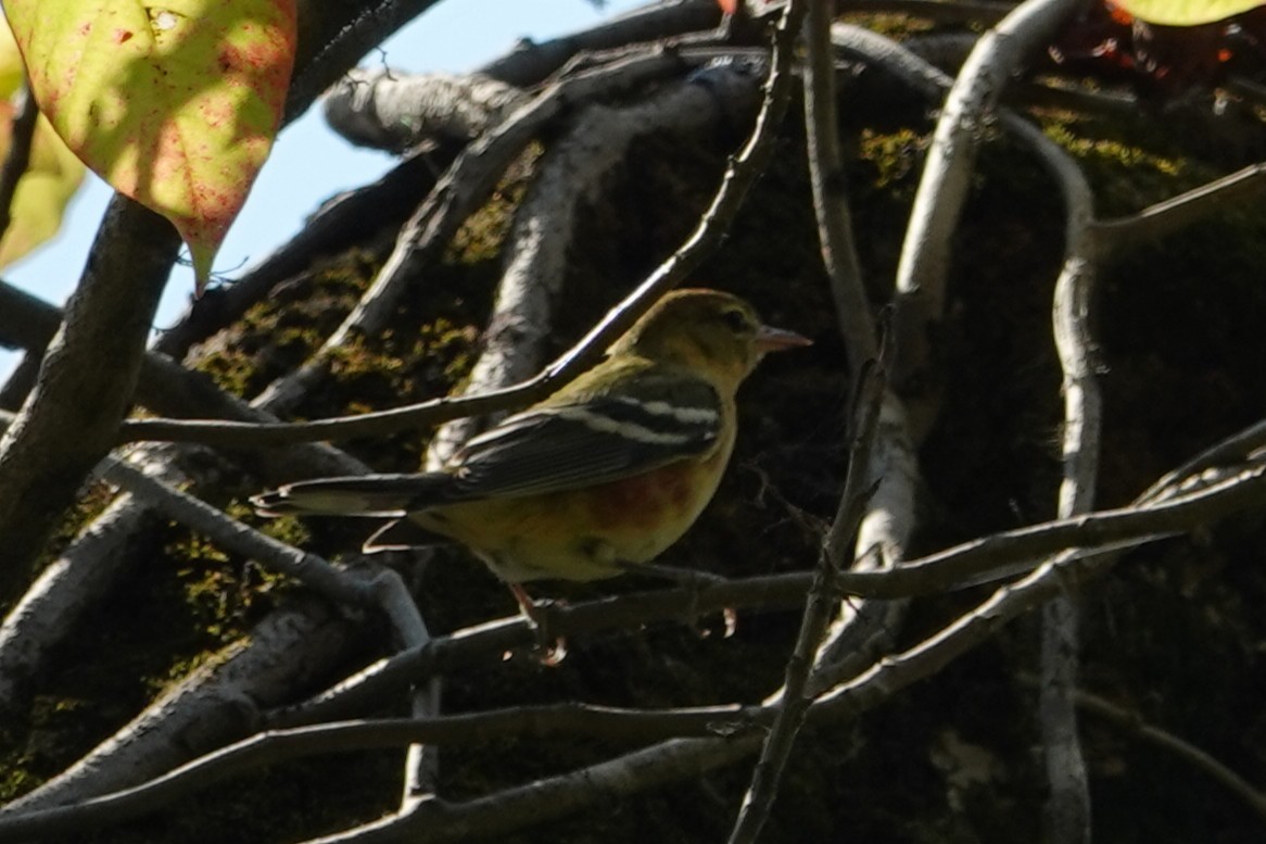 Bay-breasted Warbler - ML642119950