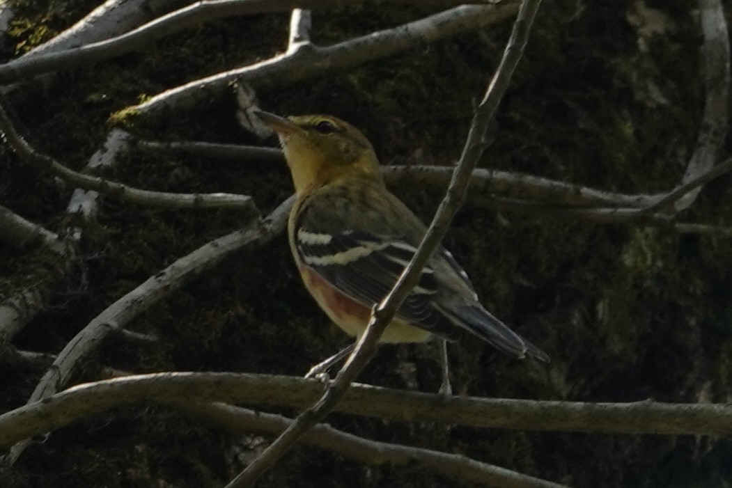 Bay-breasted Warbler - ML642119951