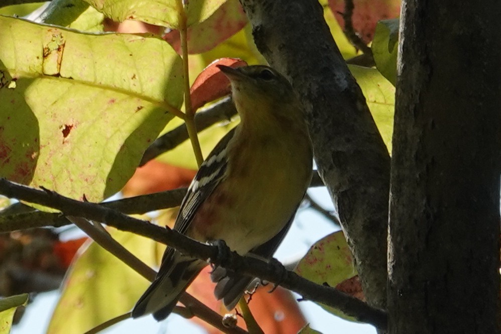 Bay-breasted Warbler - ML642119952