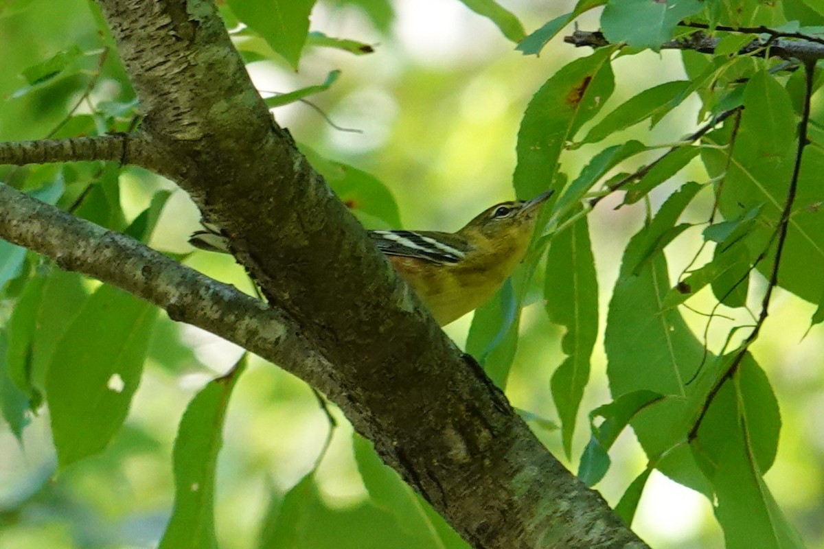 Bay-breasted Warbler - ML642119953
