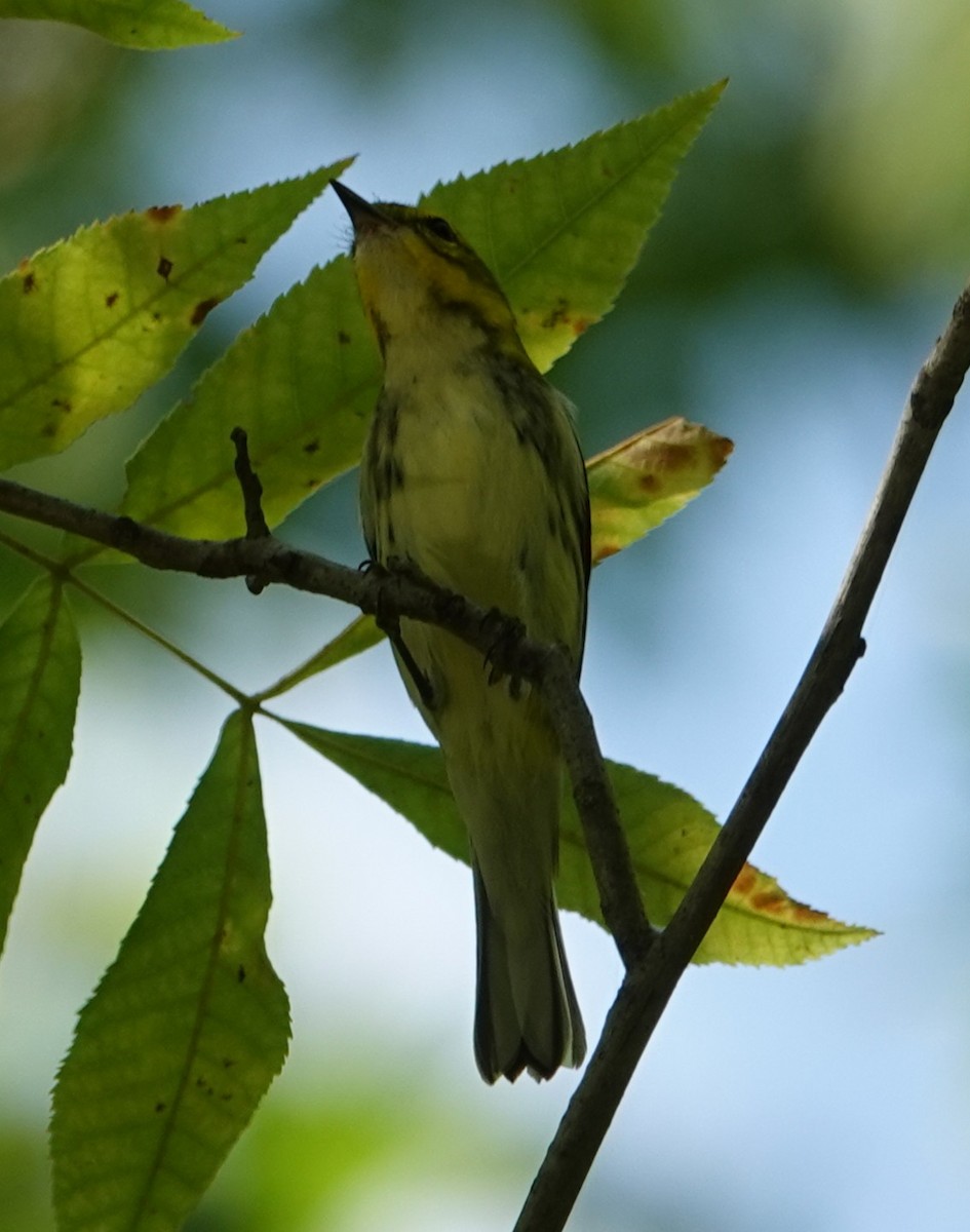 Black-throated Green Warbler - ML642119970