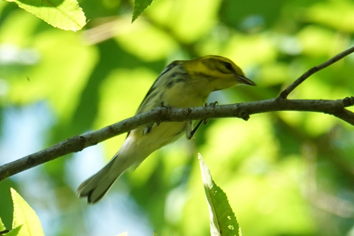 Black-throated Green Warbler - ML642119971