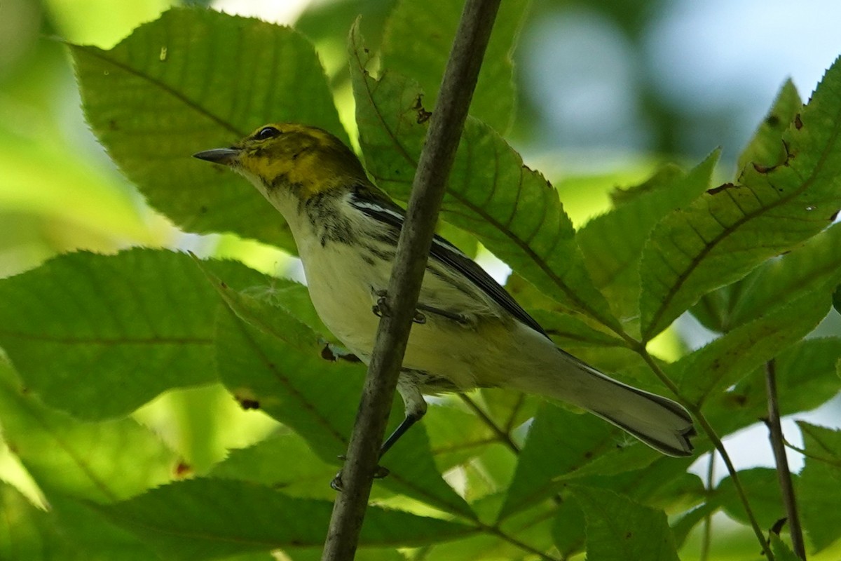 Black-throated Green Warbler - ML642119972