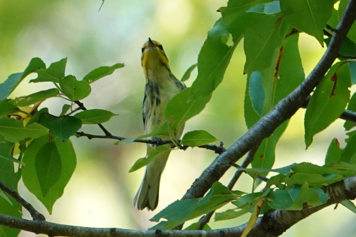 Black-throated Green Warbler - ML642119973