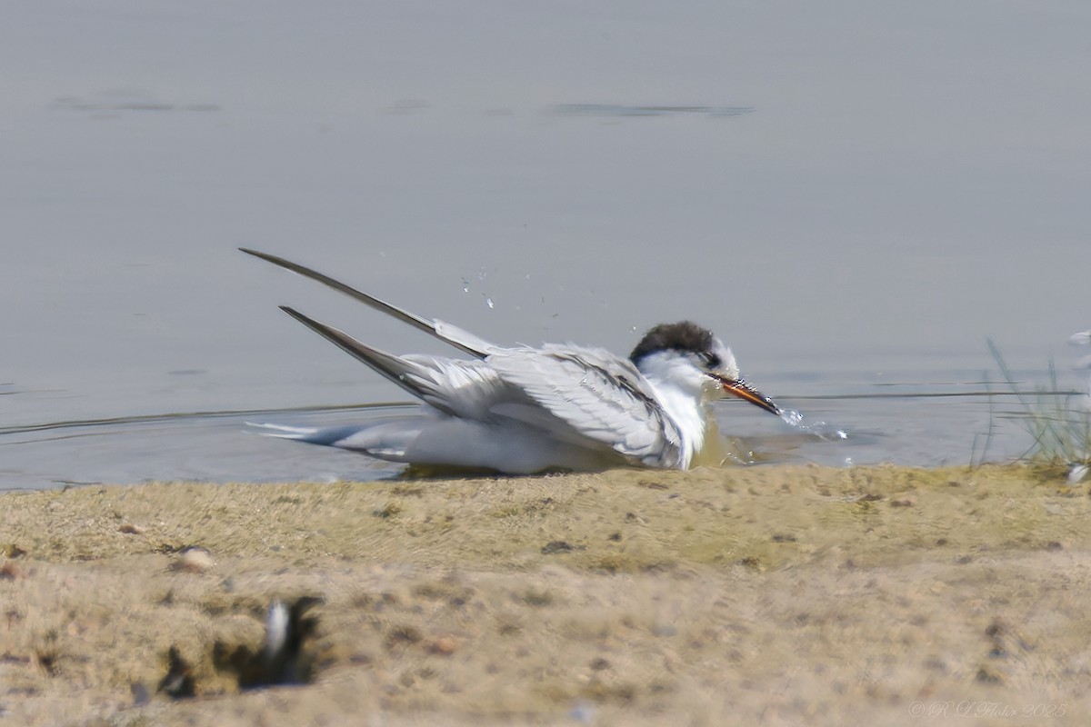 Common Tern - ML642119974