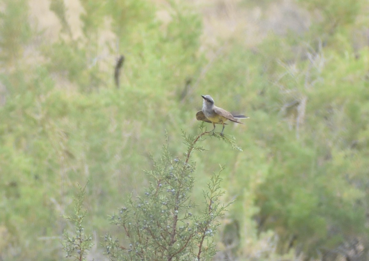 Western Kingbird - ML642119985