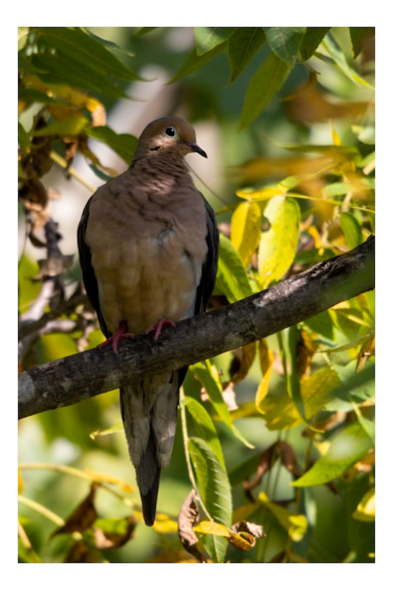 Mourning Dove - ML642119990
