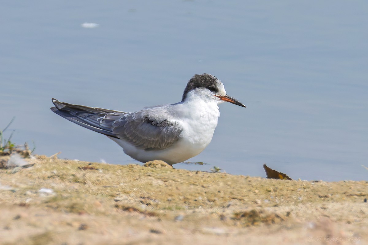 Common Tern - ML642119991