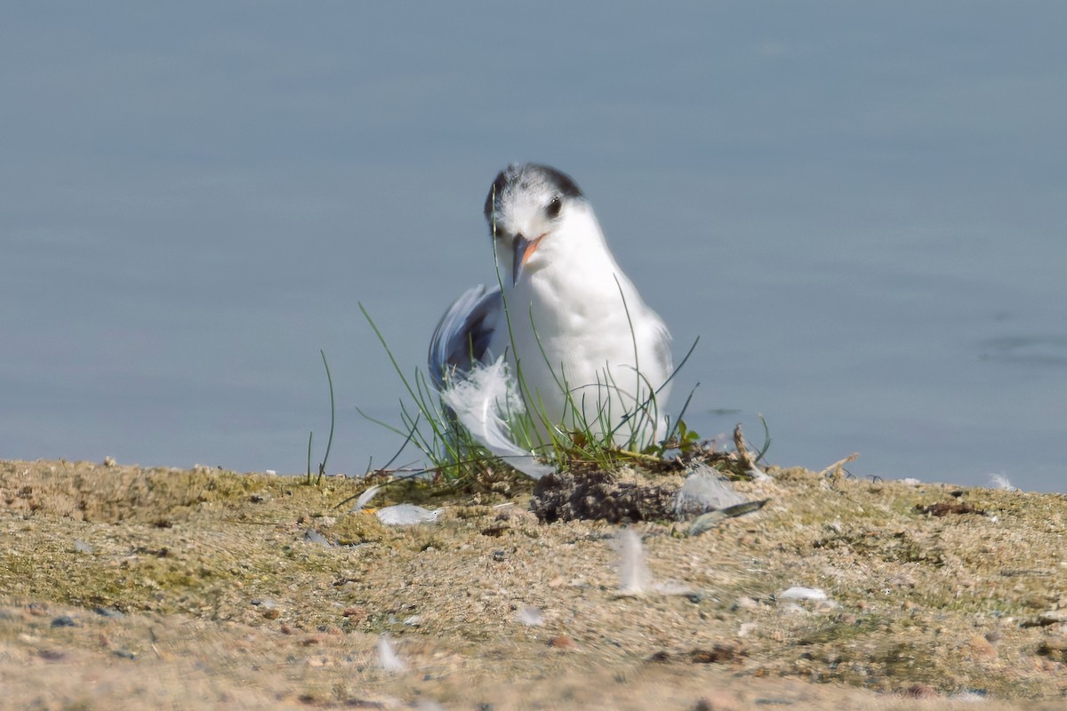 Common Tern - ML642119998