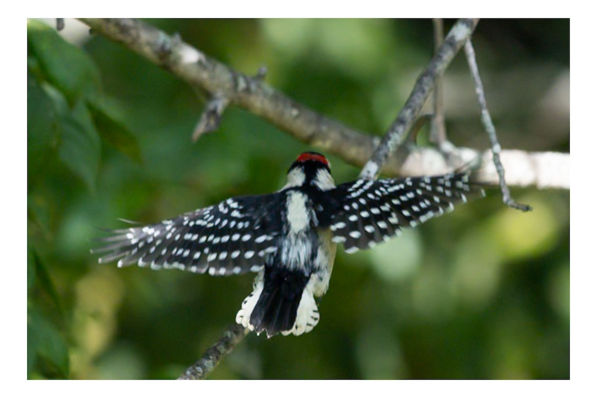 Downy Woodpecker - ML642120000