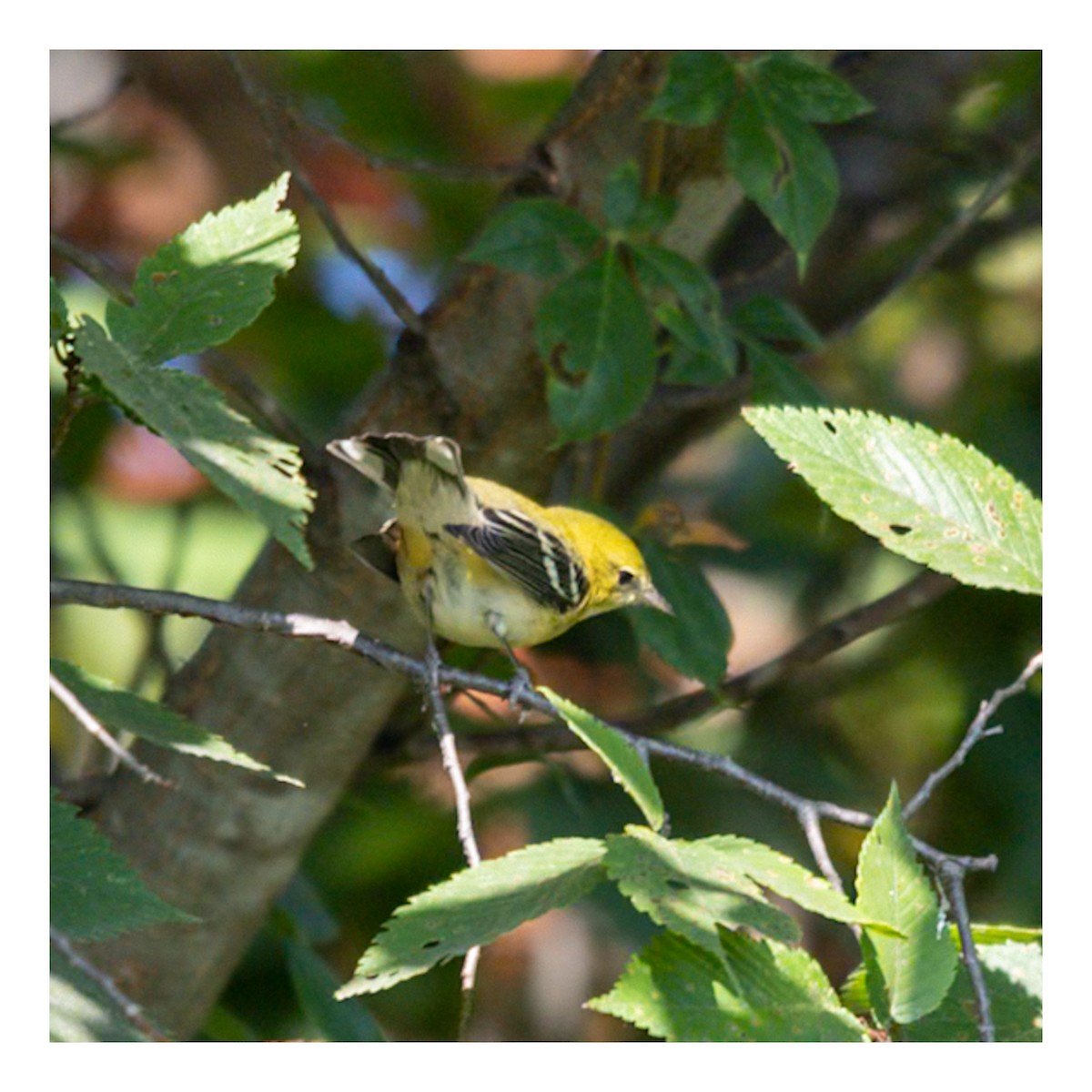 Cape May Warbler - ML642120003