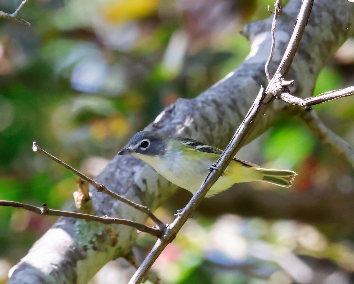 Blue-headed Vireo - ML642120004