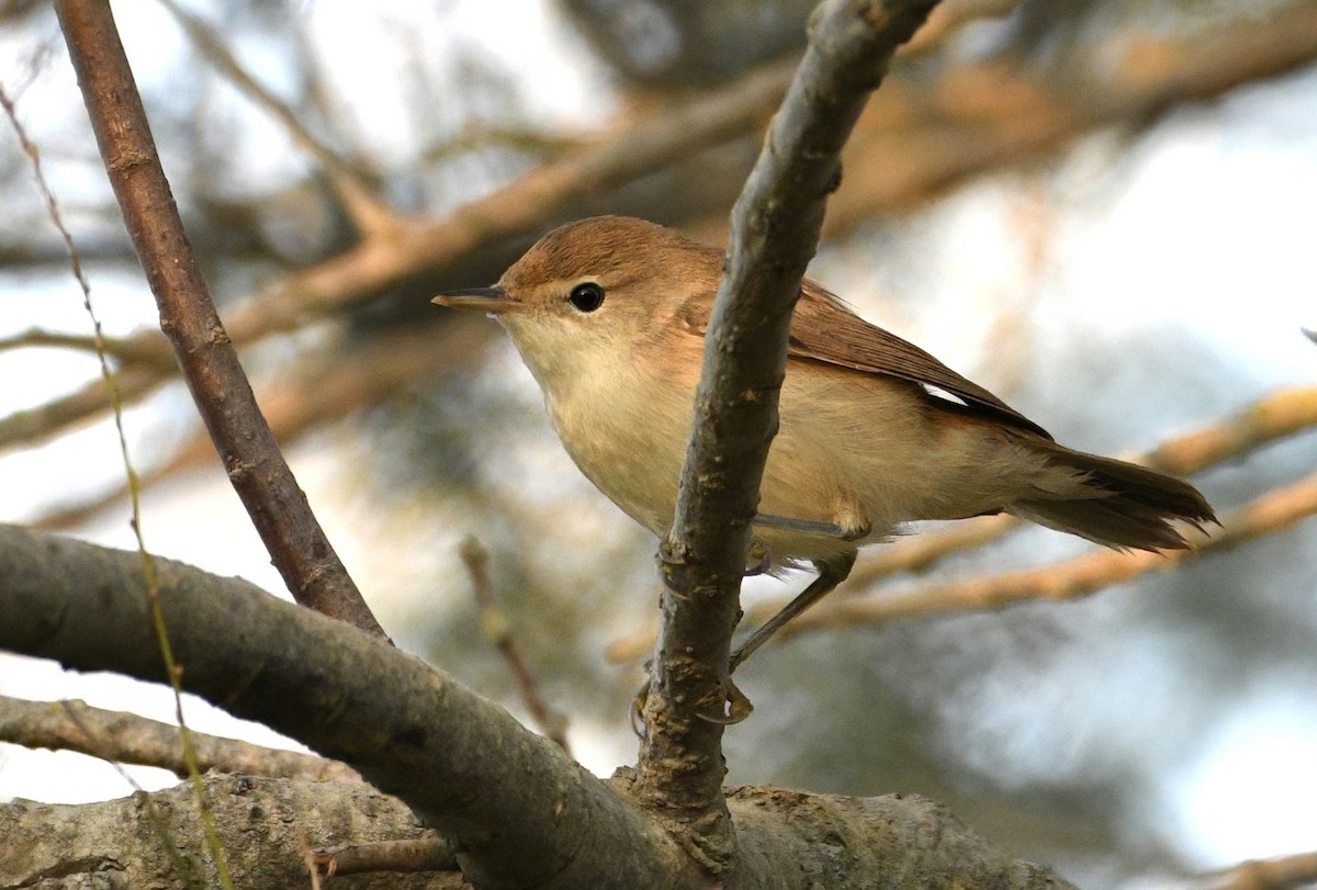 Western Olivaceous Warbler - ML642120021