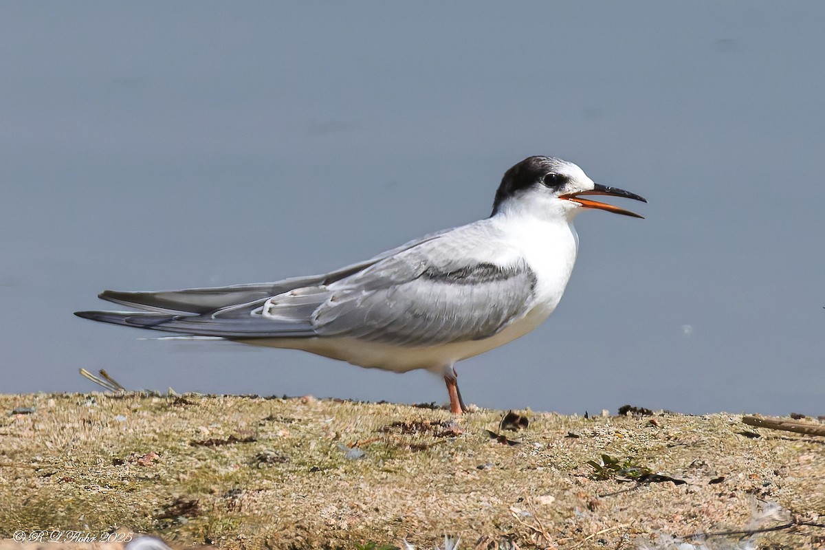 Common Tern - ML642120035