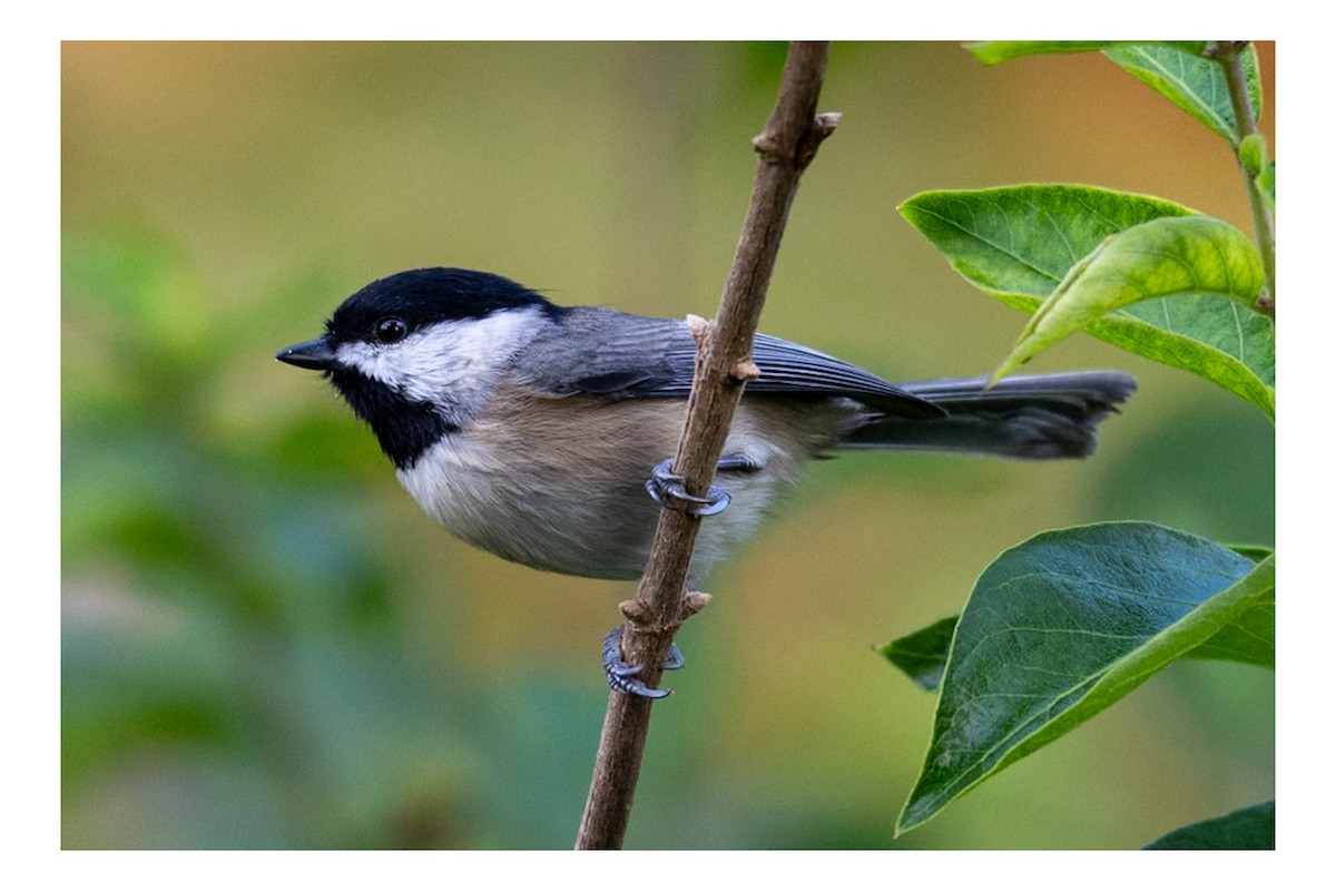 Black-capped Chickadee - ML642120055