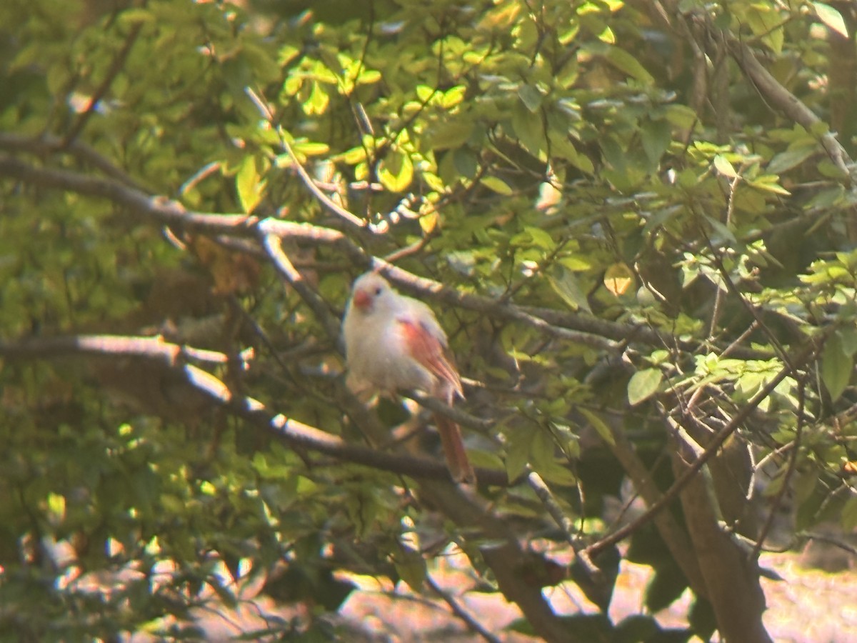 Northern Cardinal - ML642120056
