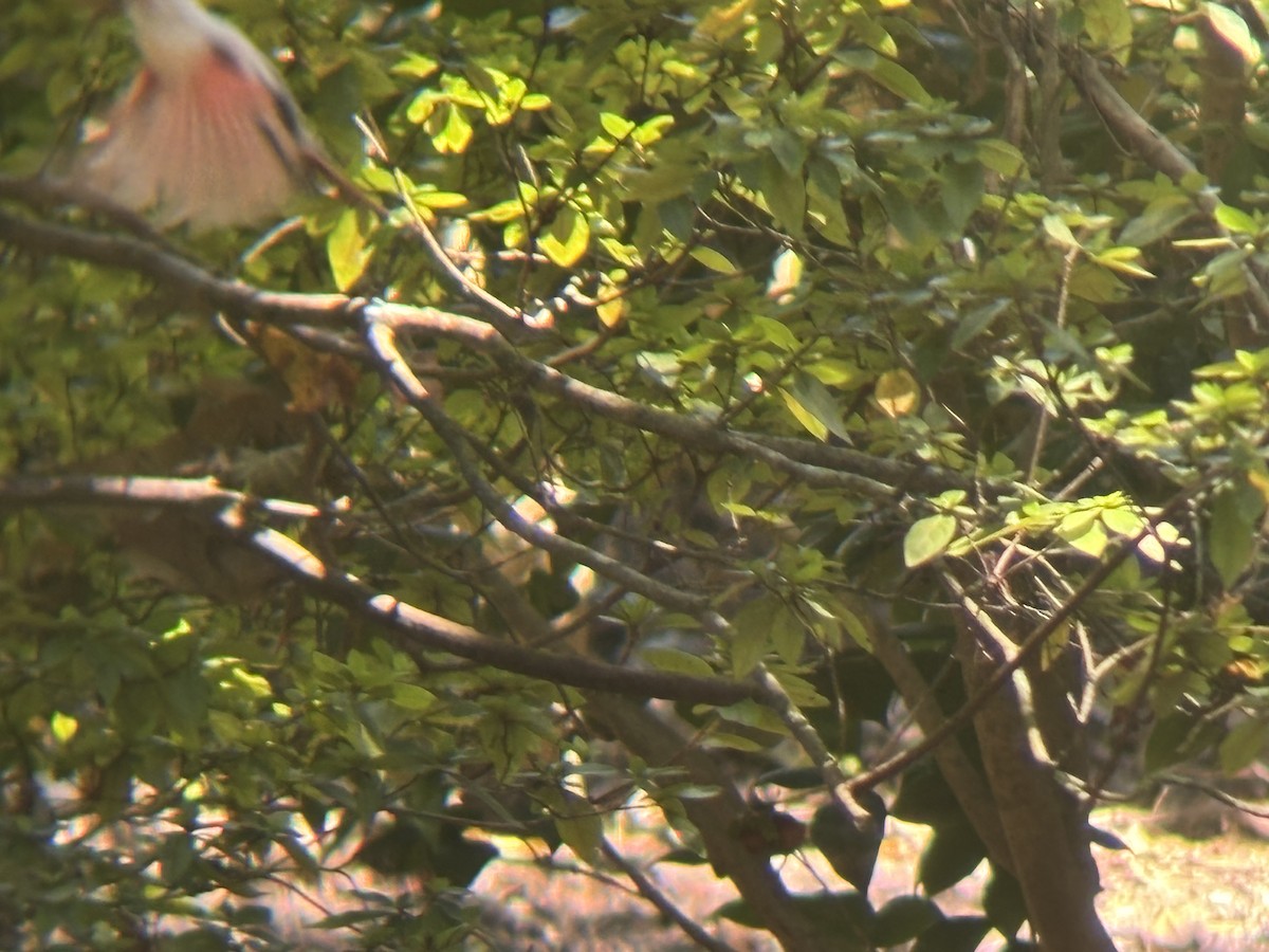 Northern Cardinal - ML642120057