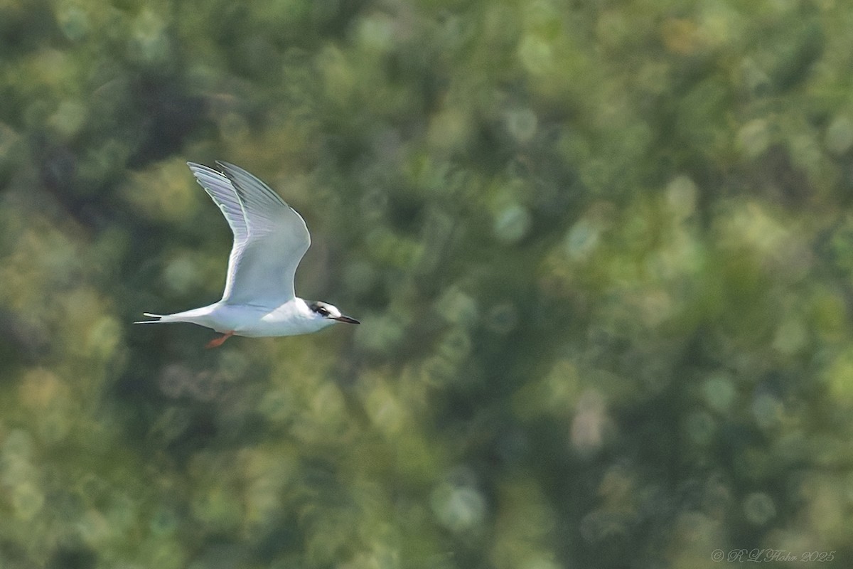 Common Tern - ML642120061