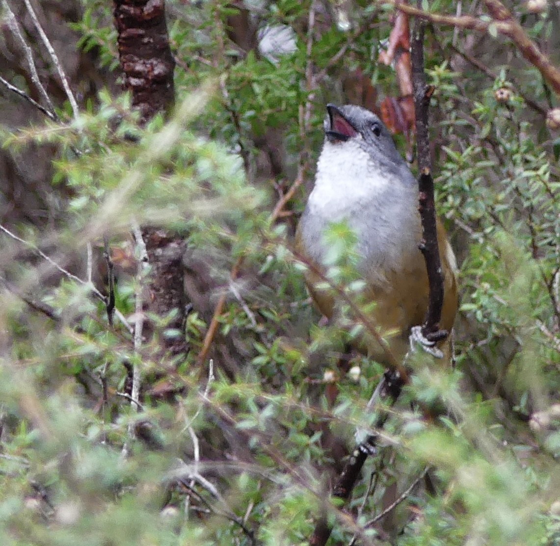 Olive Whistler - ML642120064