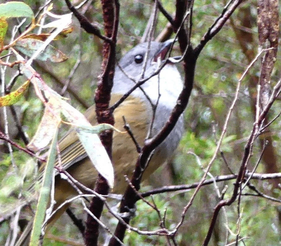 Olive Whistler - ML642120065