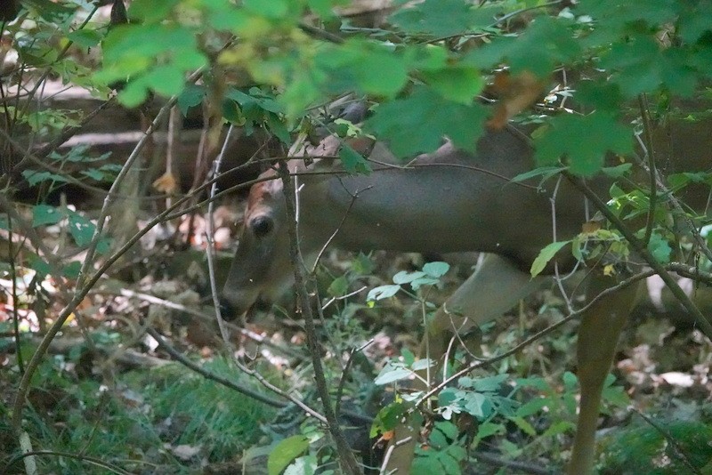 White-tailed Deer - ML642120072