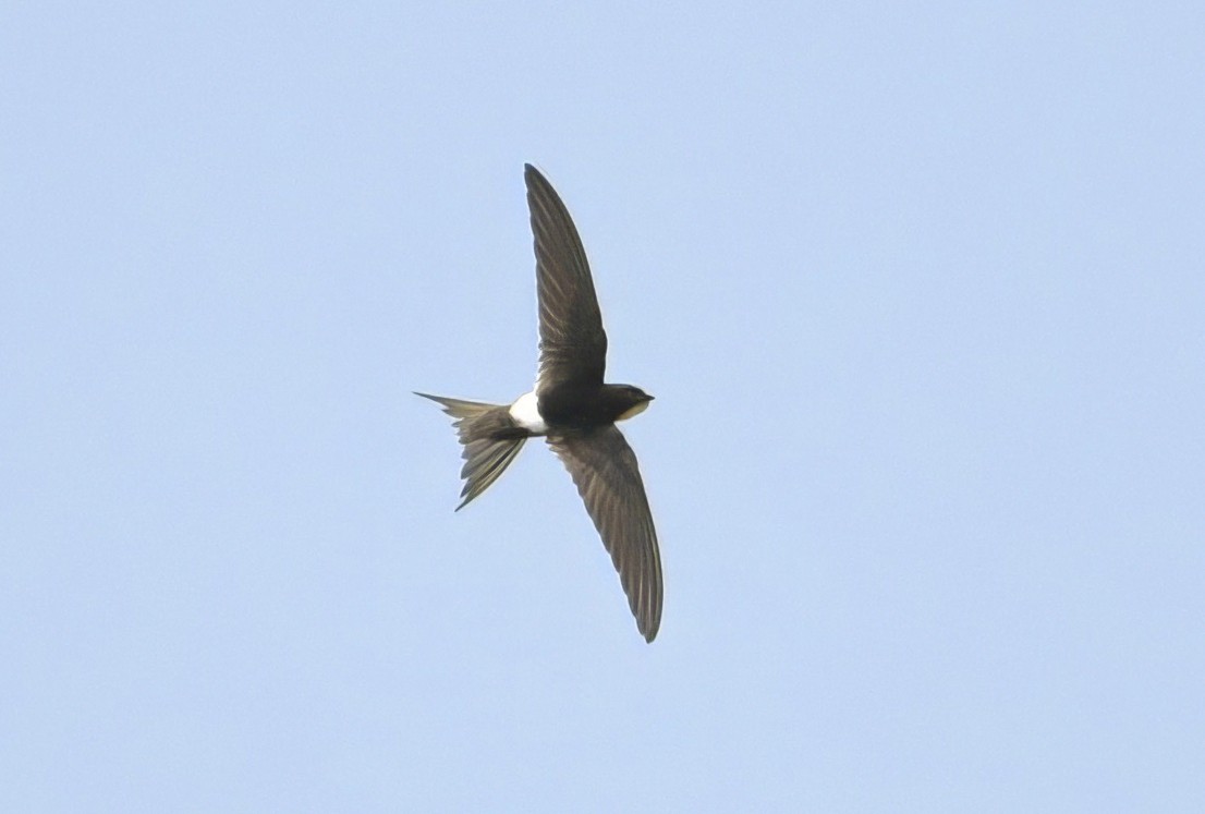 White-rumped Swift - ML642120076