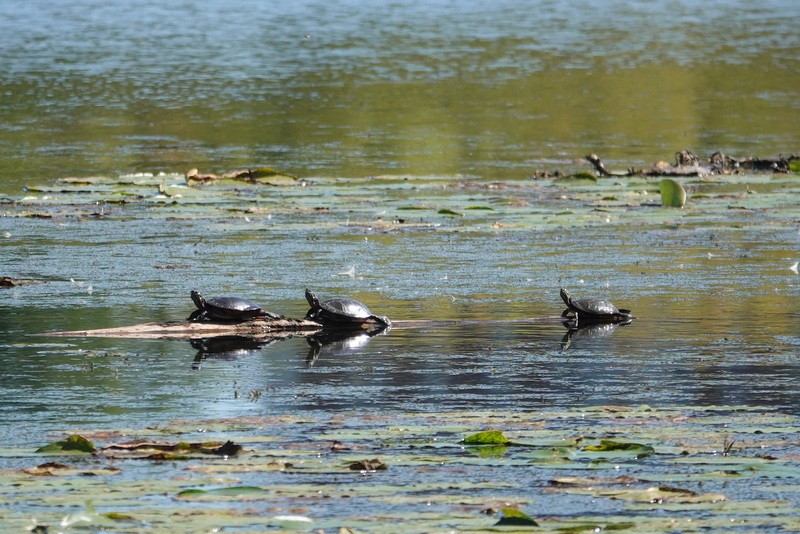 Painted Turtle - ML642120088