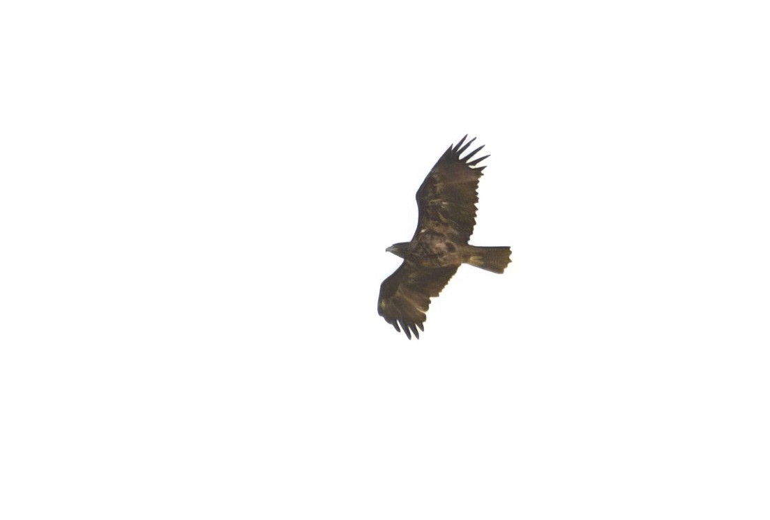 Aquila imperiale iberica - ML642120112