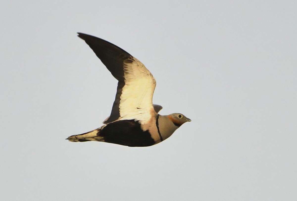 Sandflughuhn - ML642120113