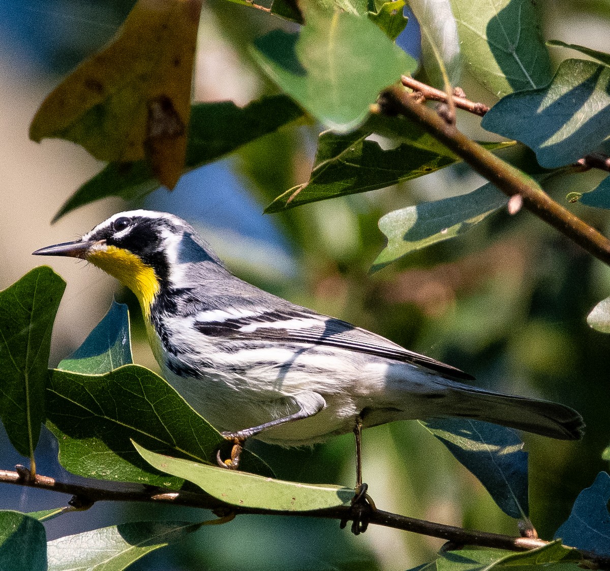 Yellow-throated Warbler - ML642120123