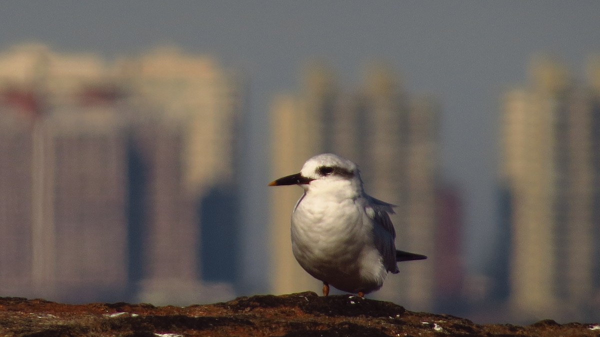 Snowy-crowned Tern - ML642120135