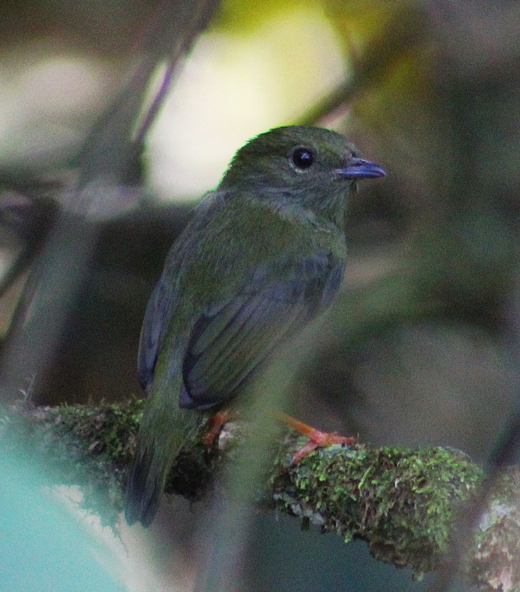 hvitskjeggmanakin - ML642120154