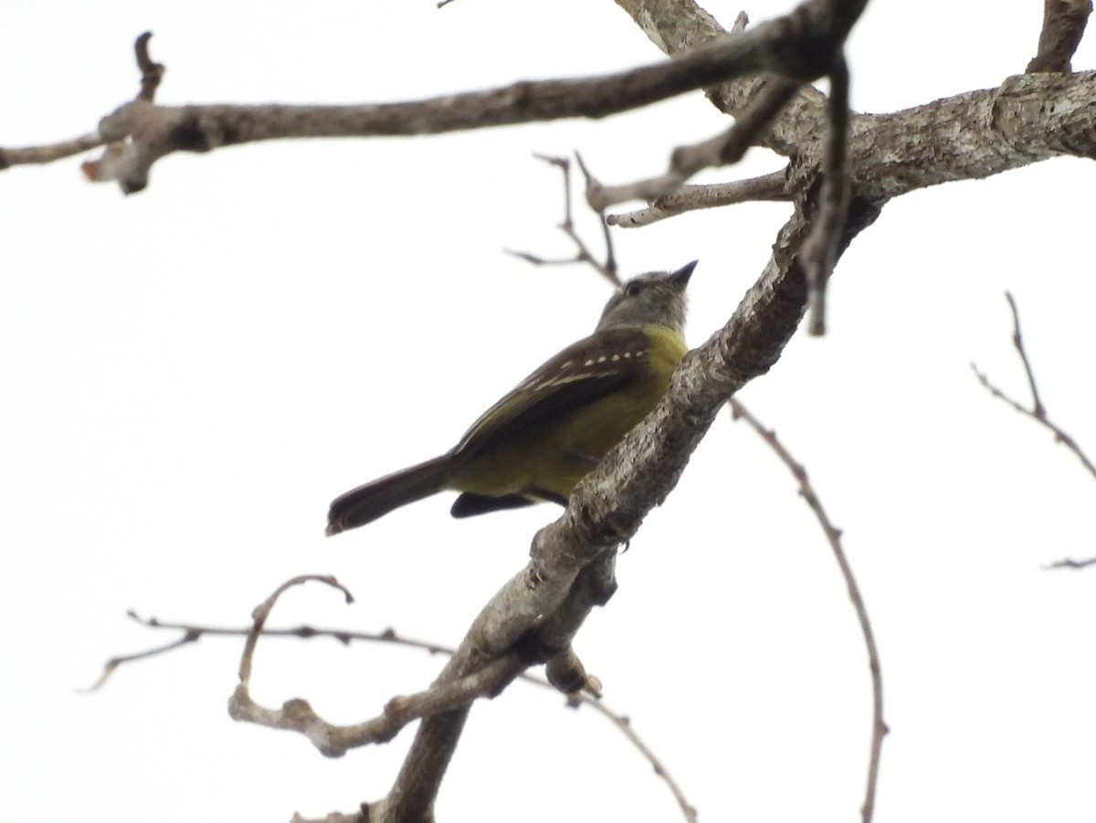 Tyranneau vif - ML642120155