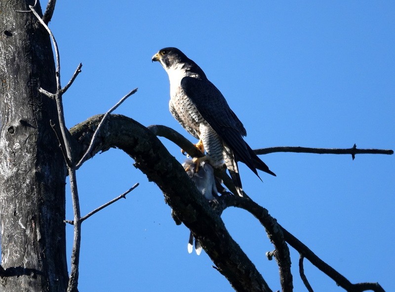 Peregrine Falcon - ML642120158