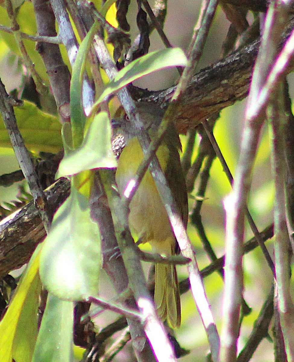 Lemon-chested Greenlet - ML642120164