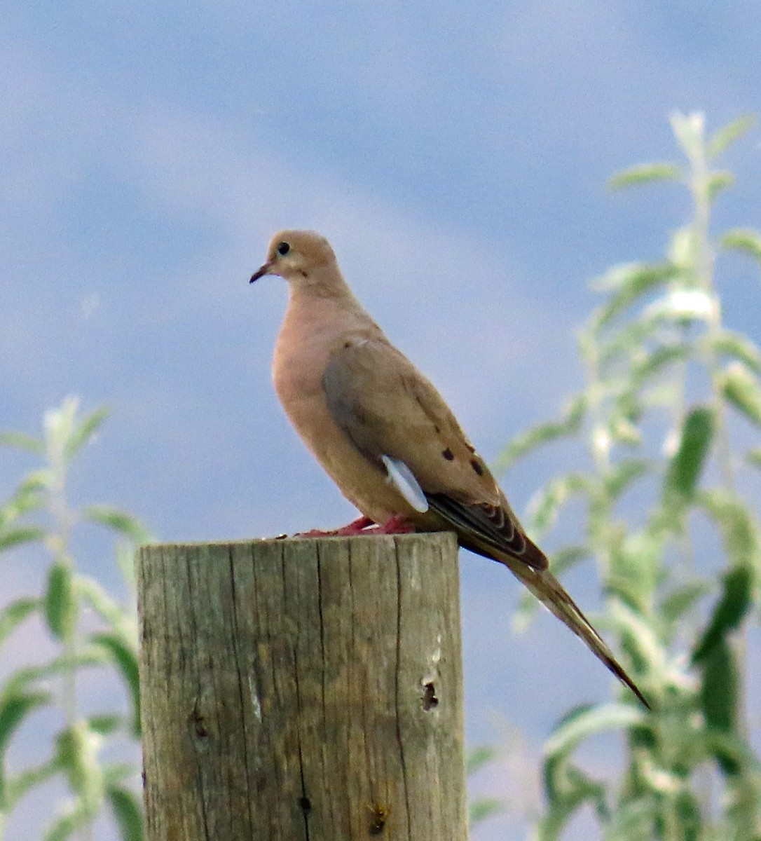 Mourning Dove - ML642120171