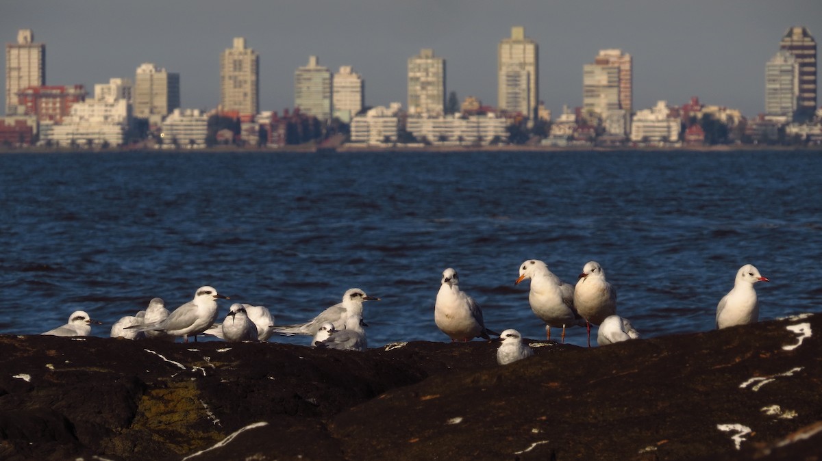 Snowy-crowned Tern - ML642120184