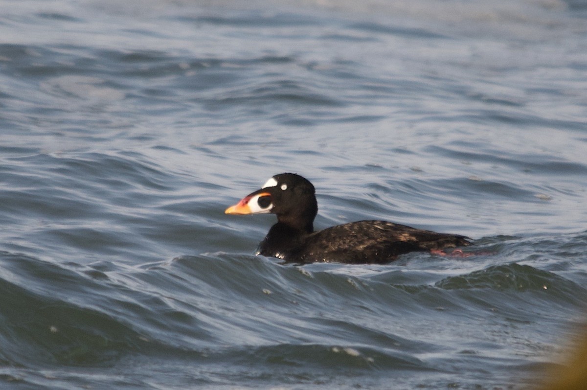 Surf Scoter - ML642120185