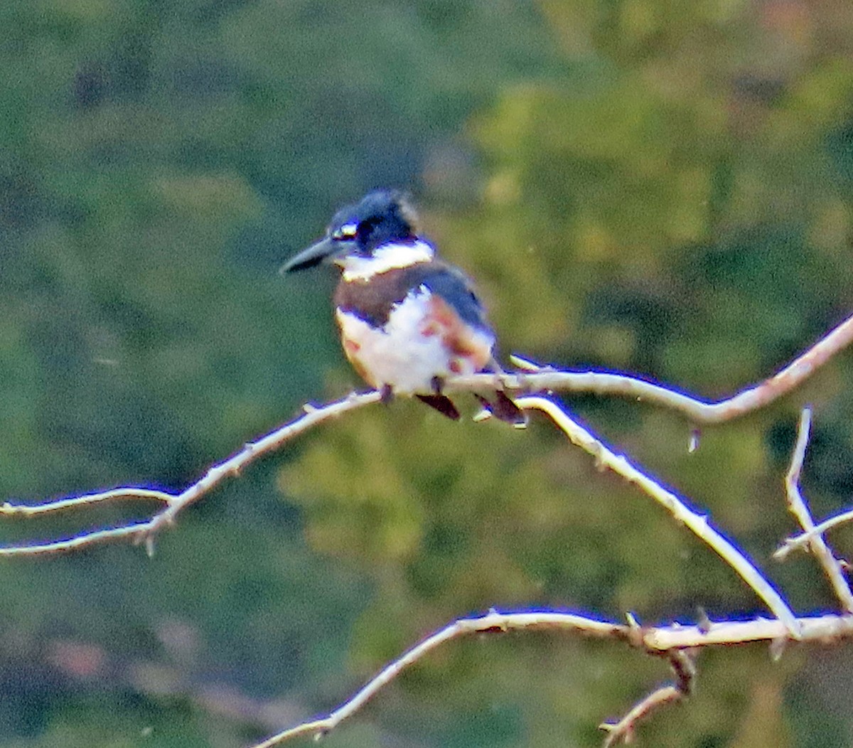 Belted Kingfisher - ML642120186