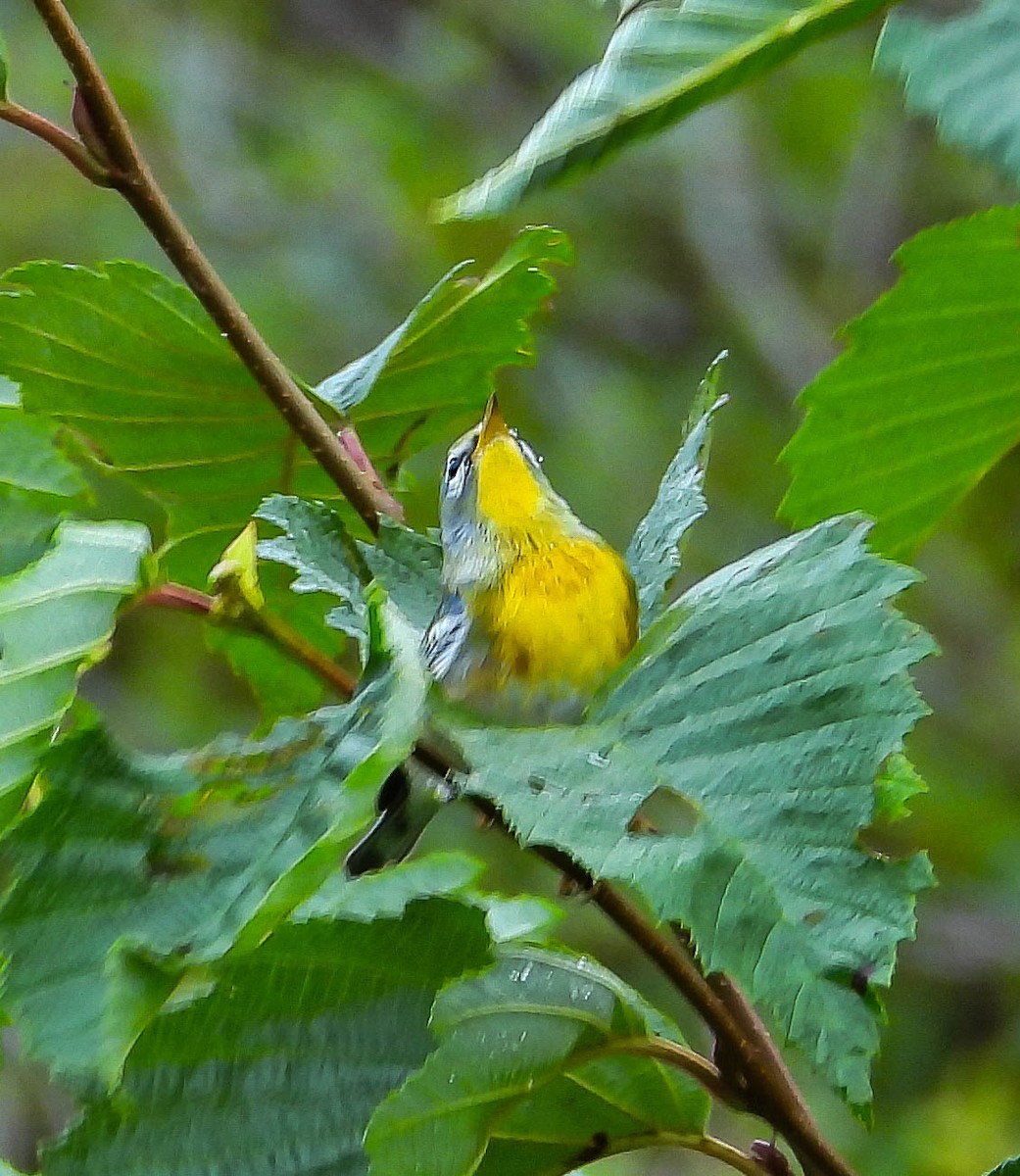 Northern Parula - ML642120212
