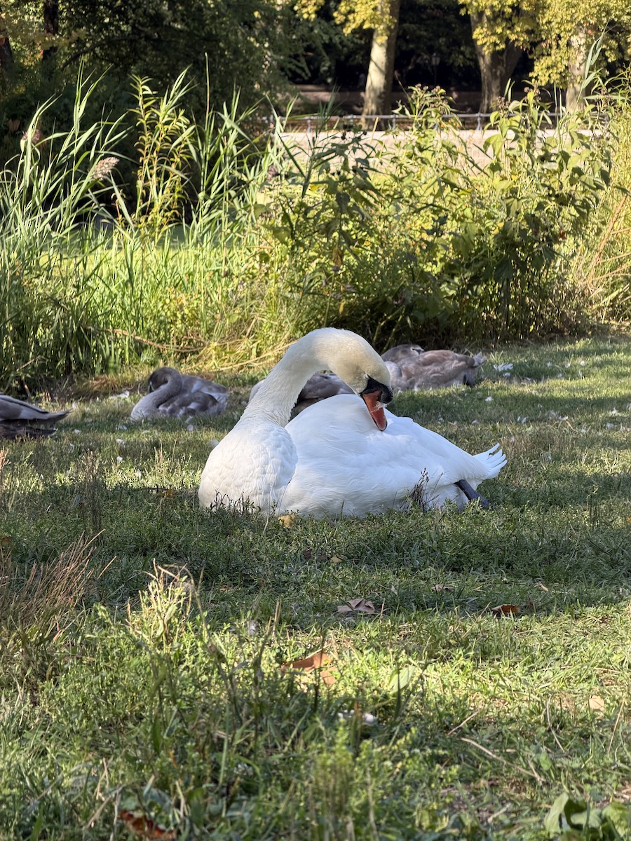 Cygne tuberculé - ML642120230