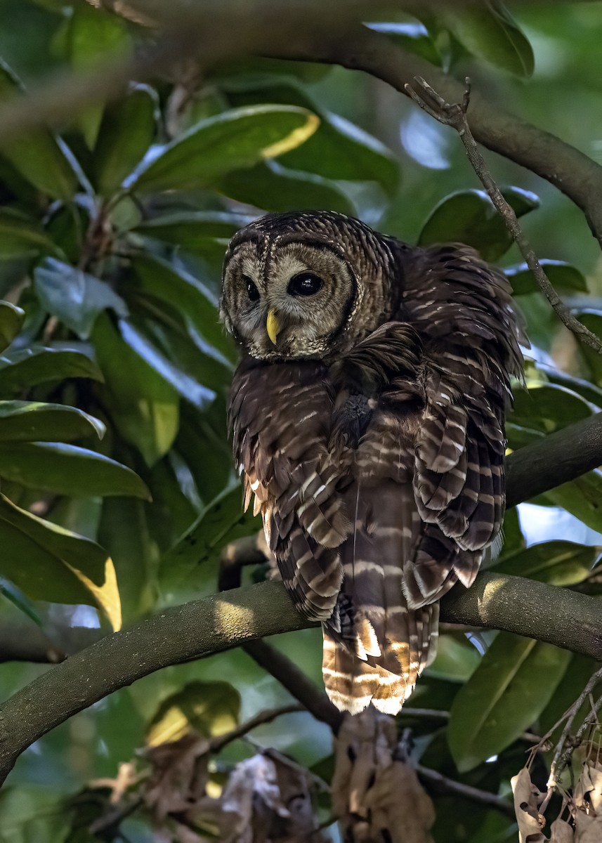 Barred Owl - ML642120241